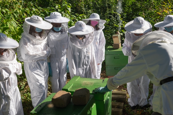 Siebtklässler:innen erkunden das Leben in einem Bienenstock